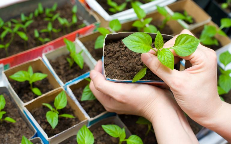 Semez vos légumes préférés maintenant !